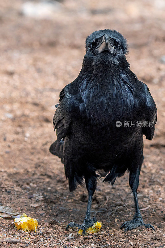 美洲乌鸦（Corvus brachyrhynchos）